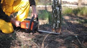 Reliable Buenaventura Lakes, FL Tree Services Solutions